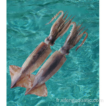 Todarodes crus surgelés sur les fruits de mer Pacificus